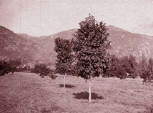 The two original trees from Seville, Spain - circa 1900