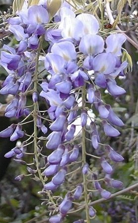 Wistaria Blossom